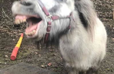 Ferienhaus Napoleon - Foto 28