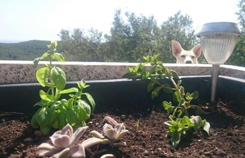 Retro apartment on island Mljet - Foto 36