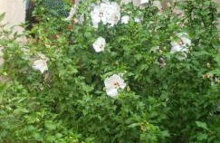 le balcon - Photo 28