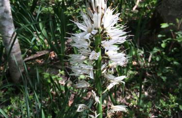 Les Bordes De Paloumières - Foto 46