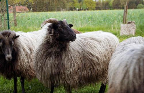 Gemütliche Ferienwohnung - Foto 25