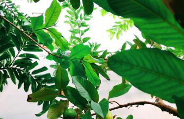 Casa Bela Vista - Foto 64