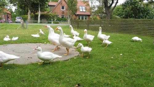 Ferienhof Martens - Foto 3