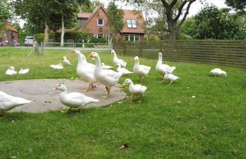 Ferienhof Martens - Foto 3