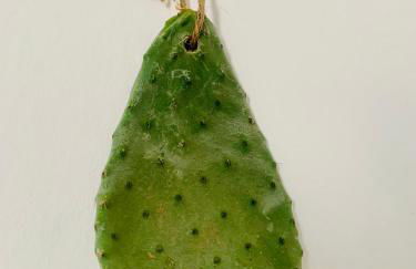 Nonna Annunziata - Foto 53