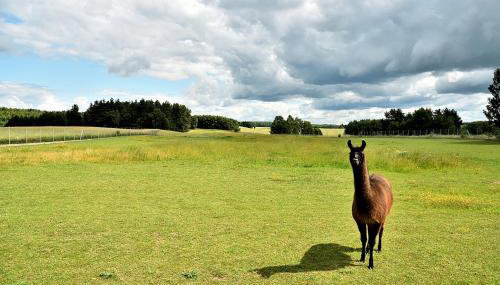 Stara Szkoła Browina - Foto 3