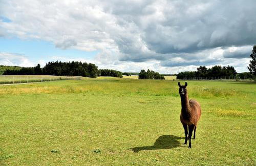 Stara Szkoła Browina - Foto 3