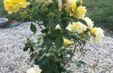 Maison spacieuses - Foto 9