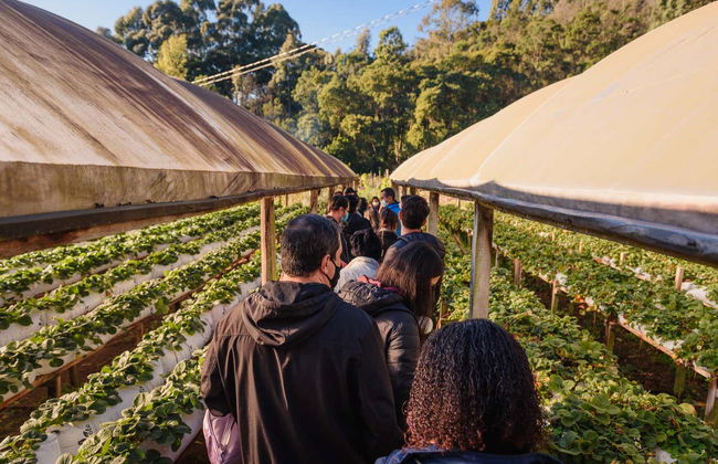 Tour en jardineira por Linha Ávila - Foto 8