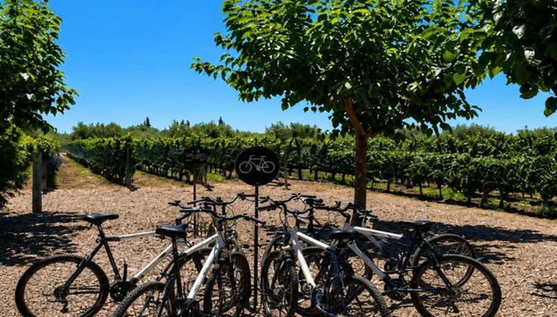 Maipú Bike Rental - Photo 3, Bikes Ready to Explore the Maipú Wine Route