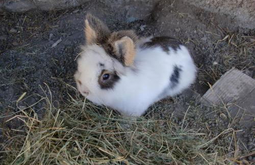 Großstahlhof Mountain & Panorama View - Foto 20