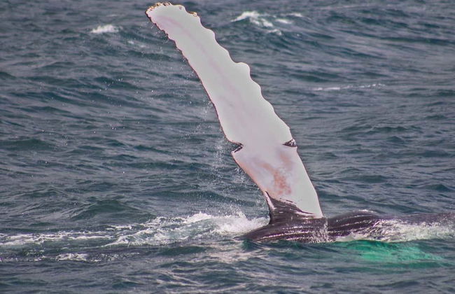 Whale Watching + Cayo Levantado Day Trip - Photo 7