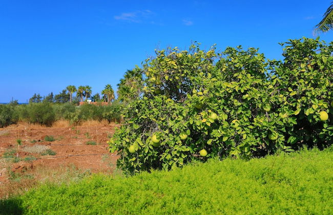 Villa Stavriella in Latchi - Foto 33