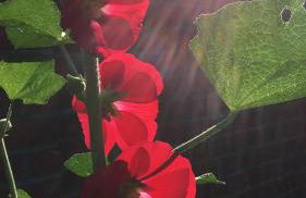 Landidyll - Bauernhaus Ländchen Bellin - Photo 44