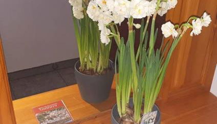 APARTAMENTO LOS NARCISOS - Foto 5