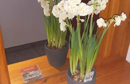 APARTAMENTO LOS NARCISOS - Foto 5