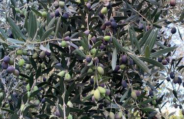 Casa Aldo nel cuore della Toscana - Foto 38