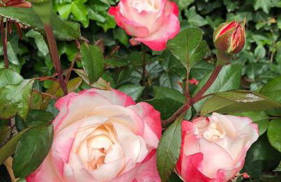 Haus Anholt - Foto 37