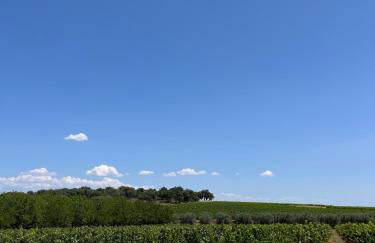 Horta do Monte - Foto 8