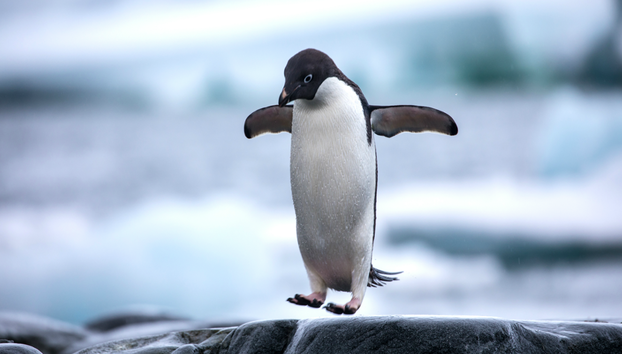 Servicios privados de chofer en Ciudad del Cabo durante todo el día - Foto 2