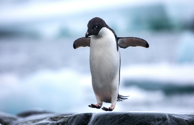 Servicios privados de chofer en Ciudad del Cabo durante todo el día - Foto 2