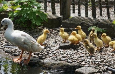 Ferienhof beim Bohlar - Geiselstein - Foto 18