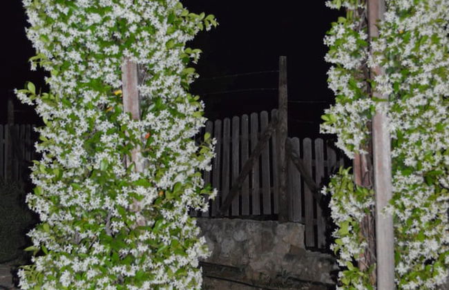 Cortijo Veracruz - Photo 32