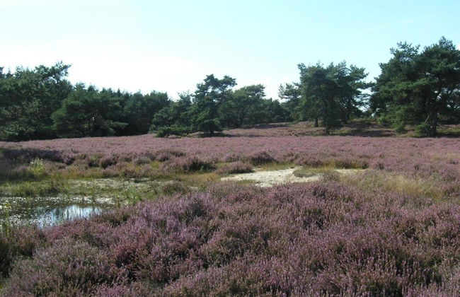 Ferienhaus Boschhuys - Foto 34