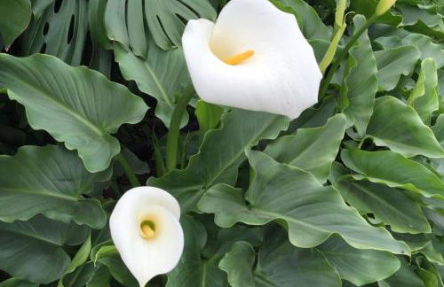 Casa Cueva Villa Aday - Foto 41