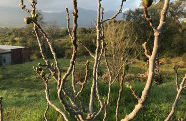 Maison Lily en Provence - Gonfaron - 4ch - Foto 15