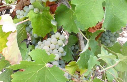 "LA VERANDA" Gîte - Foto 33