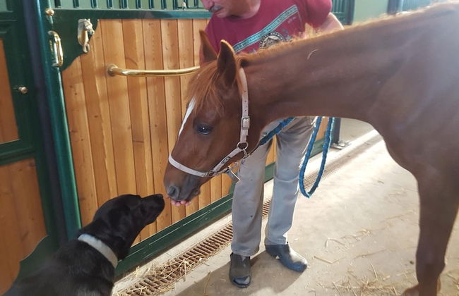 Allevamento B&B - Foto 28