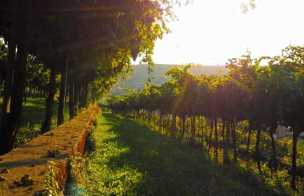 Creative Design House Golf & SPA - Foto 46