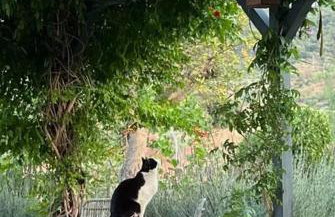 Finca La Boheme Monda - Foto 29