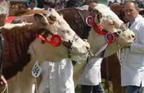 Little Barn - Foto 26