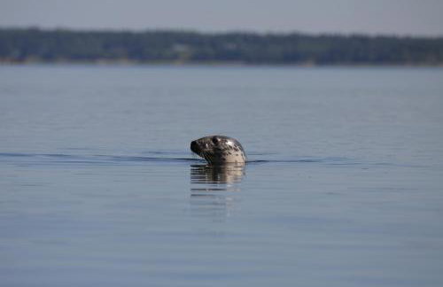 Acadia Ocean Front Garden Cottages - Foto 71