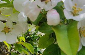 Gästehaus Hoofdmann Ferienwohnungen - Foto 21