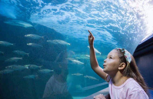 Entrada al Acuario Inbursa + Transporte - Foto 1