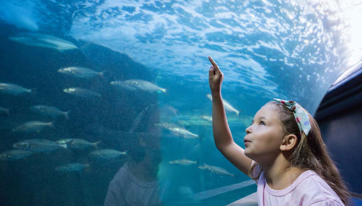 Entrada al Acuario Inbursa + Transporte - Foto 1