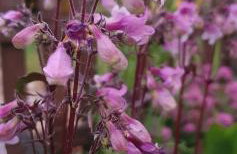 Żuławska Chata - Foto 37