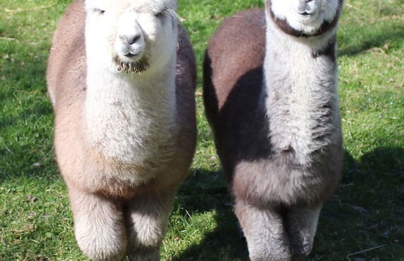 Silverstream Alpaca Farmstay and Tour - Foto 15