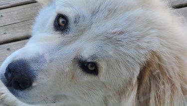 The Farmhouse ranch - Foto 3