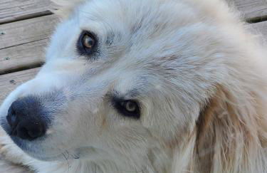 The Farmhouse ranch - Foto 3