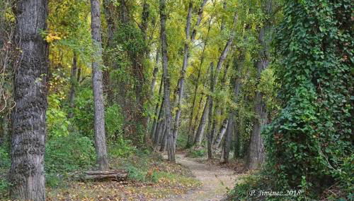 La Casa del Río, piscina natural a 5 min en coche - Foto 4