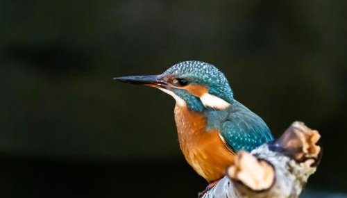 Ferienhaus Ellie mit Bootscharter auf der Müritz - Foto 4