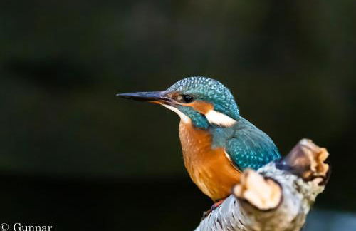 Ferienhaus Ellie mit Bootscharter auf der Müritz - Foto 4