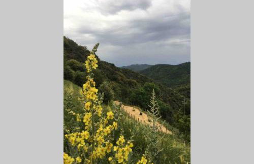 La Pellegrine, Parc national des Cévennes - Foto 39