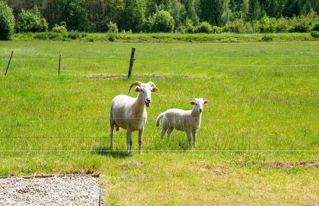 Cottage in Dwingelderveld With Scenic Views - Foto 26