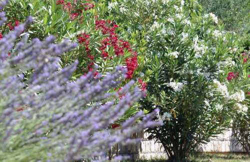 Villa Banjka - Foto 19