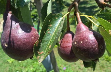 La Collina Degli Ulivi - Foto 3